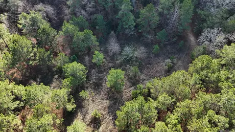 La Hwy 28 E, Boyce, LA 71409 photo 13