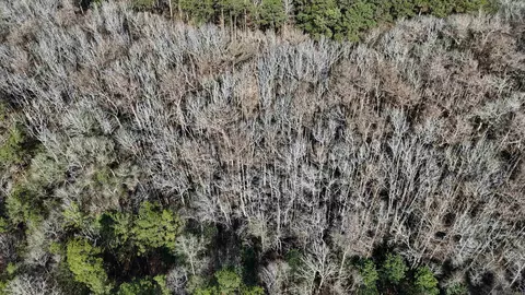 La Hwy 28 E, Boyce, LA 71409 photo 10