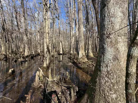 La Hwy 28 E, Boyce, LA 71409 photo 24