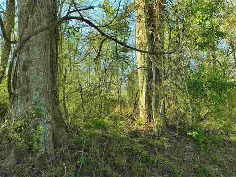 tbd Brian Rd, Jackson, LA 70748 photo 7