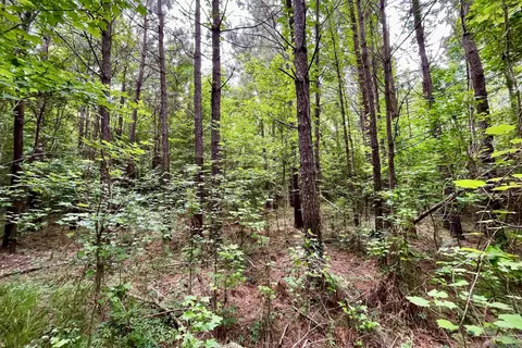 05 Tom Drehr Rd, Pride, LA 70770 photo 10