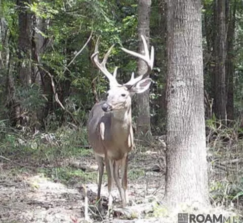 11255 Old Port Gibson Rd, Hermanville, MS 39086