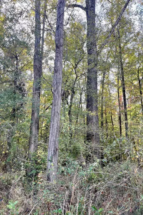 05 Stampley Rd, Roxie, MS 39661 photo 22