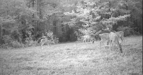 tbd Jerusalem Rd, Liberty, MS 39645 photo 31
