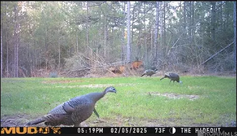 tbd Jerusalem Rd, Liberty, MS 39645 photo 27