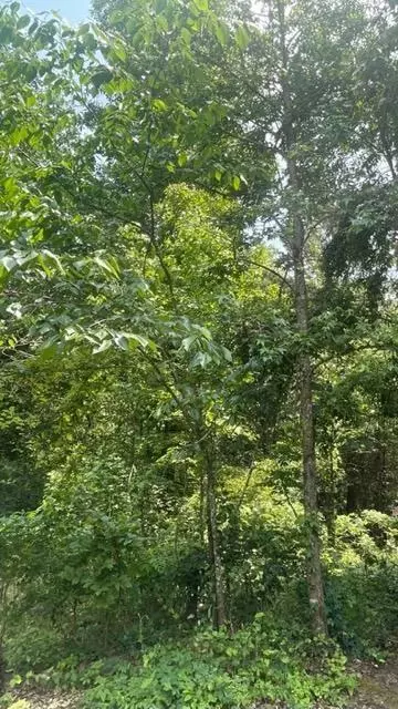 236 Spirea, Broken Bow, OK 74728 photo 28