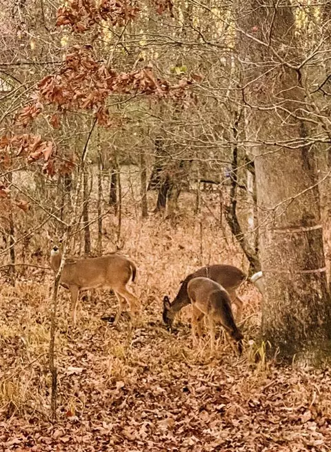 19 Bass Loop, Broken Bow, OK 74728 photo 25