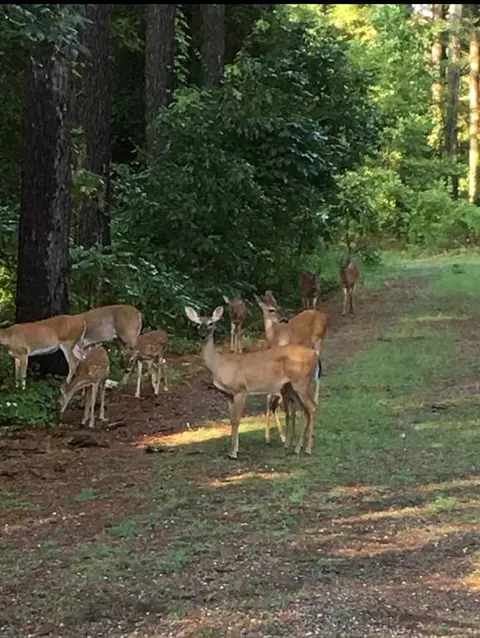 Other - 156 Huckleberry Trl, Broken Bow, OK 74728 photo 3 of 14