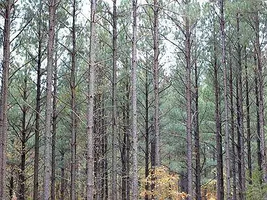 Pine Ridge Trail, Broken Bow, OK 74728 photo 2