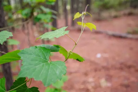 605 Track 2 Camp Ranch Rd, Broken Bow, OK 74728 photo 8