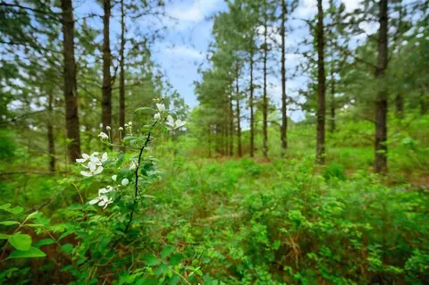 53 Pine Root Ct, Broken Bow, OK 74728 photo 8