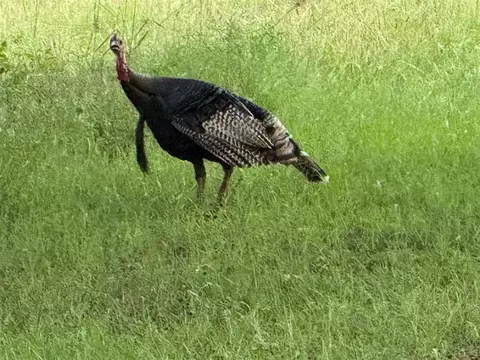 4807 Turkey Trl, Norman, OK 73026 photo 36