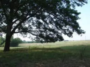 29499 160, Wayne, OK 73095 photo 8