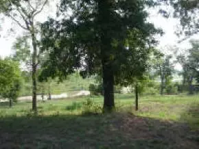 29499 160, Wayne, OK 73095 photo 6