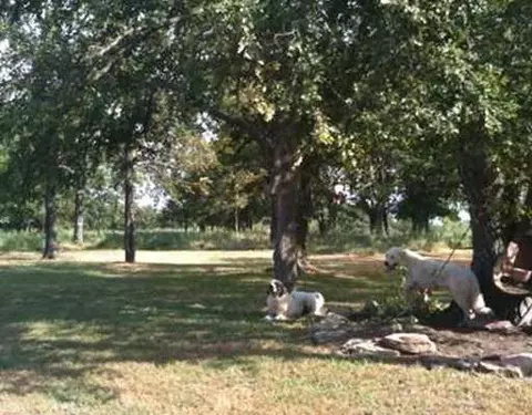 37052 Romulus Rd, Macomb, OK 74852 photo 11
