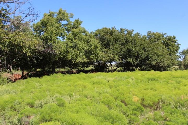 19914 E 990 Rd, Hammon, OK 73650 photo 35
