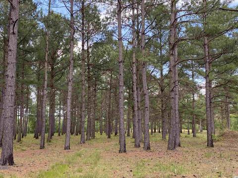 Lot 5 Woodrow Ln., Loris, SC 29569