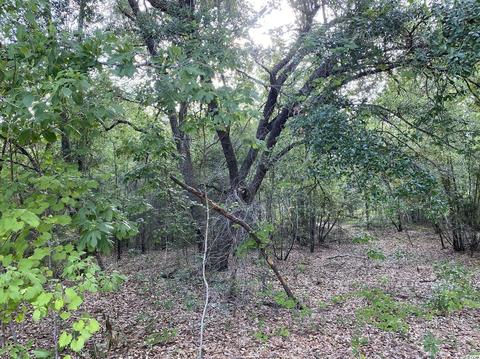 Tbd Bottle Branch Rd., Conway, SC 29527