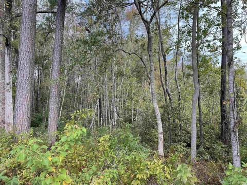 Tbd Tract A+b Whitehall Ave., Georgetown, SC 29440