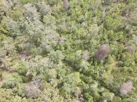 lot7 Rainbow Dr, Loris, SC 29569 photo 14