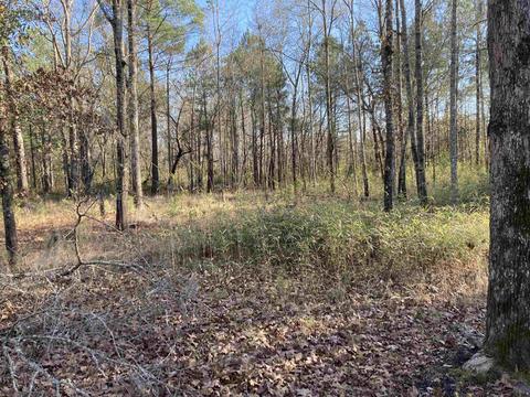 Tbd Dewey Cox Rd., Lake City, SC 29560