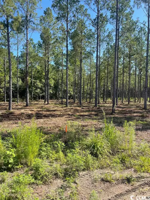 Tbd Coventry Rd., Nichols, SC 29581