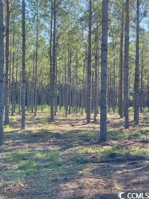 Tbd Coventry Rd., Nichols, SC 29581