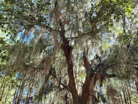 lot7 Colony Club Dr, Georgetown, SC 29440 photo 11