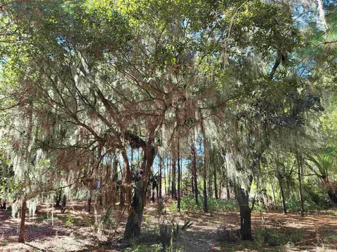 lot7 Colony Club Dr, Georgetown, SC 29440 photo 8