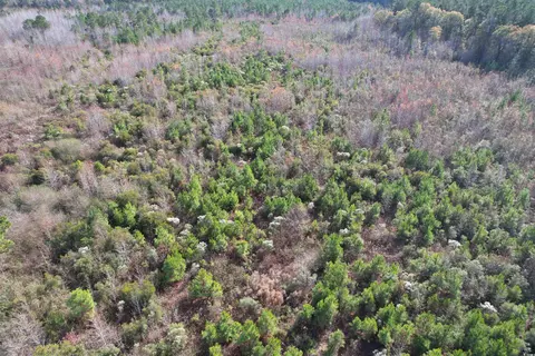 tbd Osbourne Rd, Scranton, SC 29591 photo 4