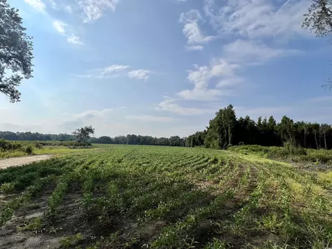 Tbd Birdsnest Rd., Hartsville, SC 29550