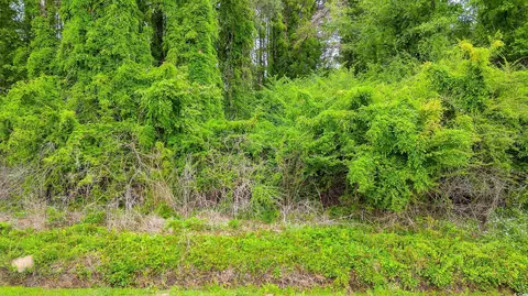 tbd Watts Rd, Loris, SC 29569 photo 4