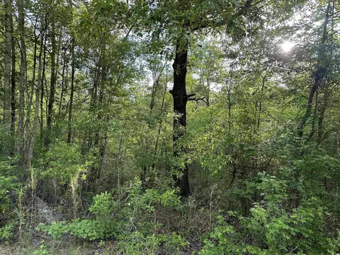 Tbd Salem Rd., Scranton, SC 29591 photo 8