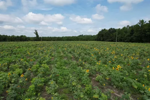 Tbd Bert Hanna Rd., Johnsonville, SC 29555