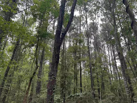 2 Acres-tbd Highway 41, Centenary, SC 29519