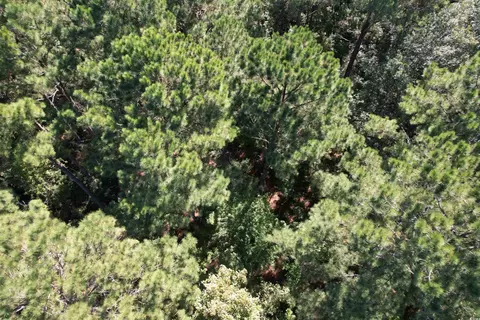 tbd Hanna Loop Rd, Hemingway, SC 29554 photo 5