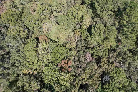 tbd Hanna Loop Rd, Hemingway, SC 29554 photo 8