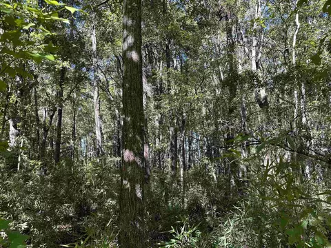 tbd Hanna Loop Rd, Hemingway, SC 29554 photo 6