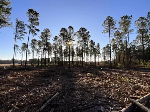tbd Laughlin Rd, Marion, SC 29571 photo 4