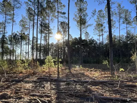 tbd Laughlin Rd, Marion, SC 29571 photo 2