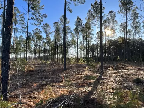 tbd Laughlin Rd, Marion, SC 29571 photo 10