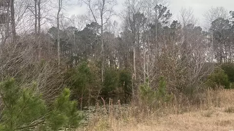 3 23 Acres Highway 348, Loris, SC 29569 photo 4