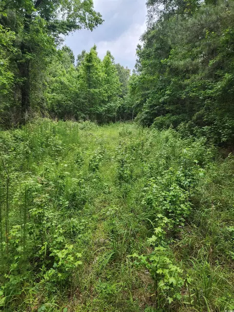 tbd Thatchpalm Ct, Georgetown, SC 29440 photo 2