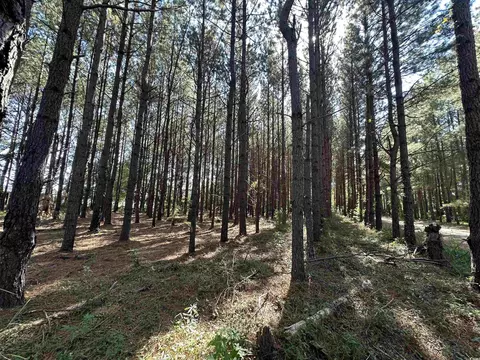 5 47acres-tbd High Hill Rd, Scranton, SC 29591 photo 26
