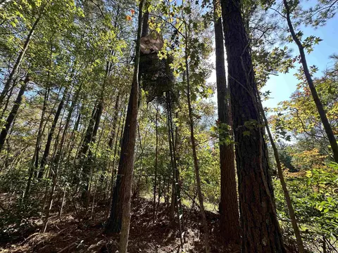 5 47acres-tbd High Hill Rd, Scranton, SC 29591 photo 14