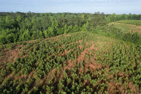 7 Acres-tbd Old Pee Dee Rd, Hemingway, SC 29554 photo 3