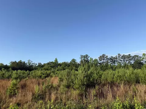 10 Acres-tbd Old Pee Dee Rd, Hemingway, SC 29554
