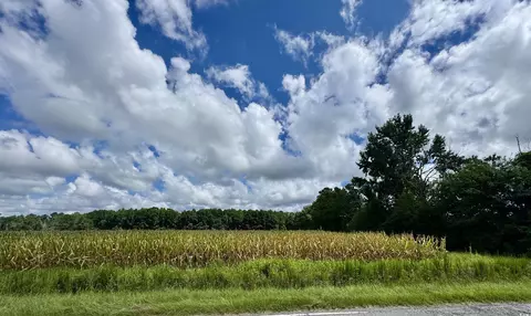 tbd Pearl Rd, Galivants Ferry, SC 29544