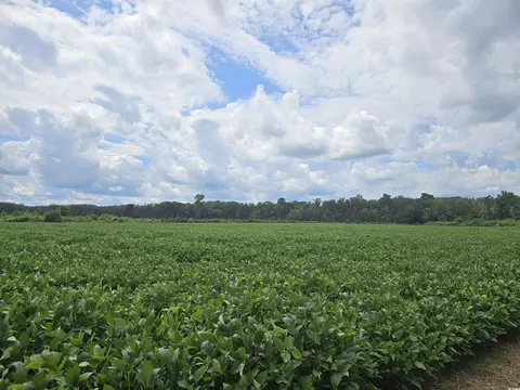 62 88acres-tbd Farguson Rd, Nichols, SC 29581