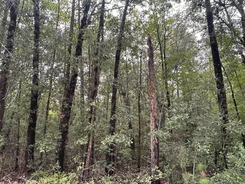 tbd Shelley Path, Loris, SC 29569 photo 17